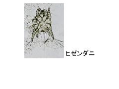 ダニ.jpg