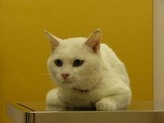 男の子-成猫800x600.jpg
